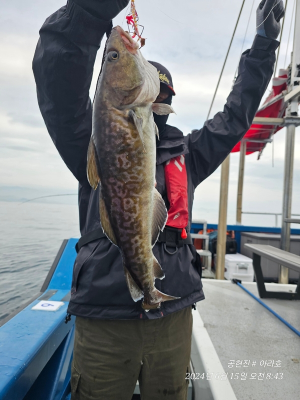 공현진아라호 의 조황일지 이미지 - 1