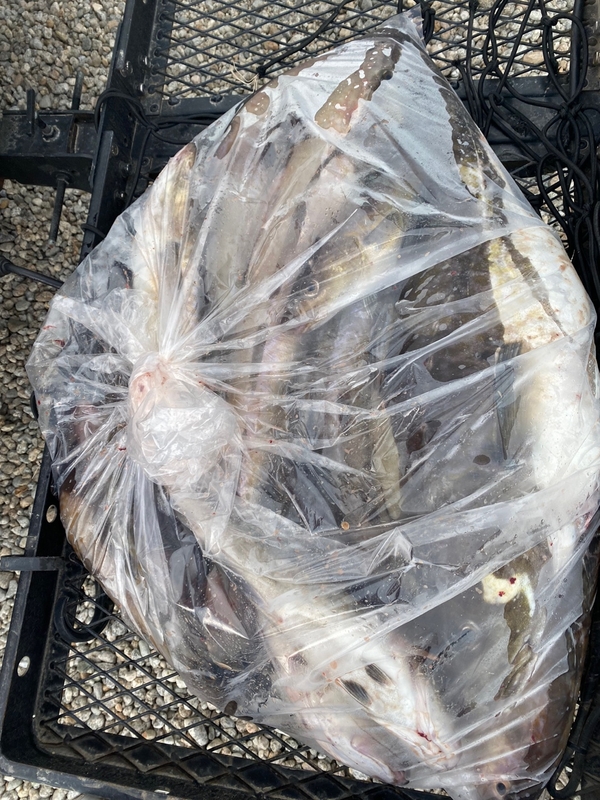 공현진아라호 의 조황일지 이미지 - 18