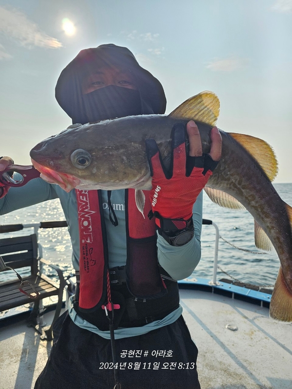 공현진아라호 의 조황일지 이미지 - 1