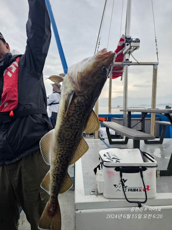공현진아라호 의 조황일지 이미지 - 2