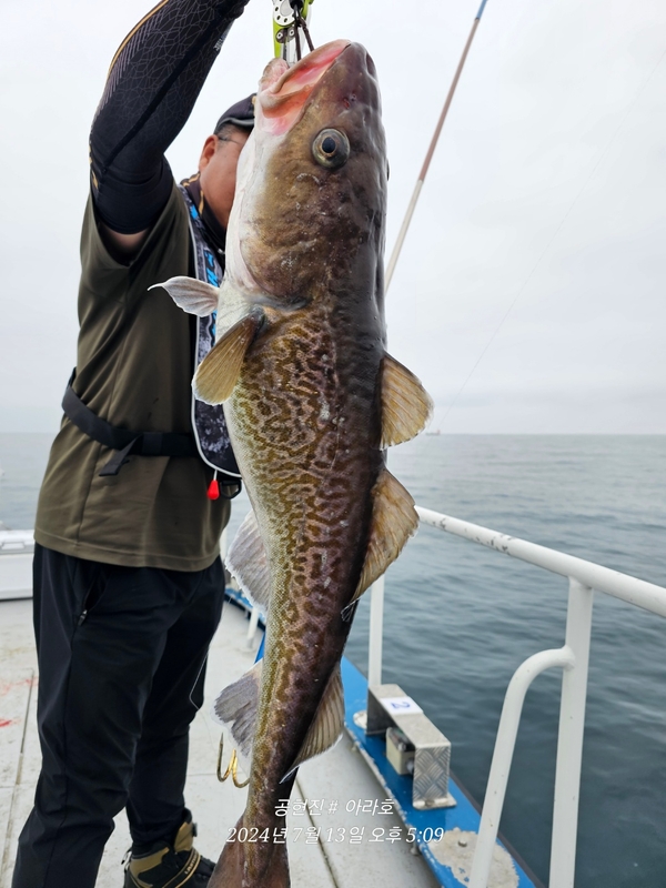 공현진아라호 의 조황일지 이미지 - 2