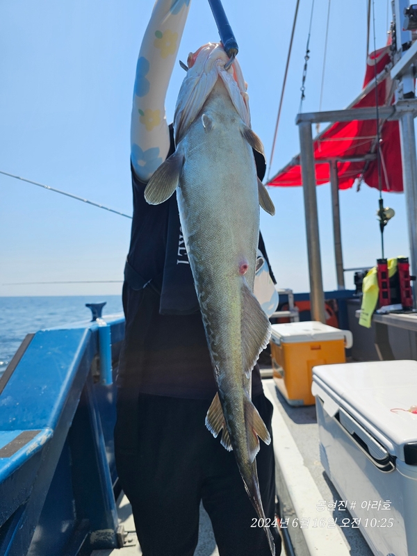 공현진아라호 의 조황일지 이미지 - 2