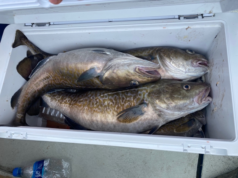 공현진아라호 의 조황일지 이미지 - 18