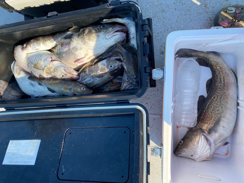 공현진아라호 의 조황일지 이미지 - 12