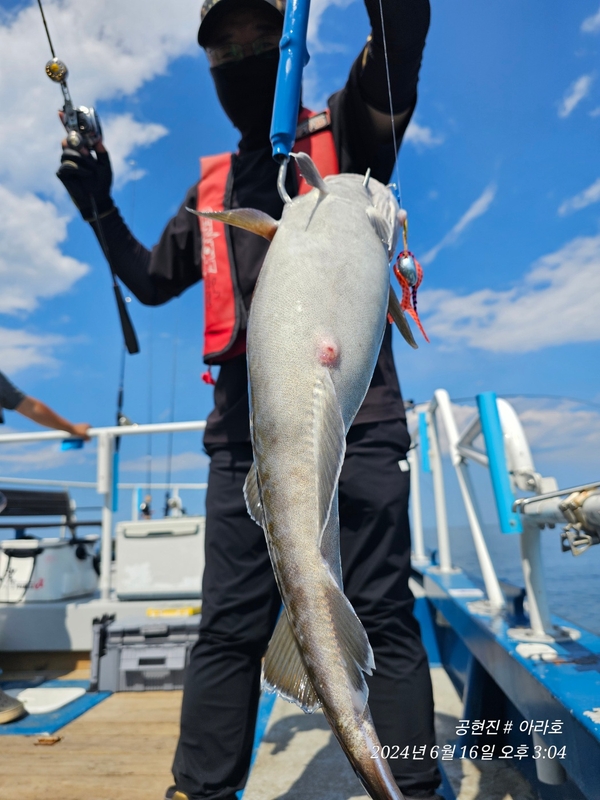 공현진아라호 의 조황일지 이미지 - 4