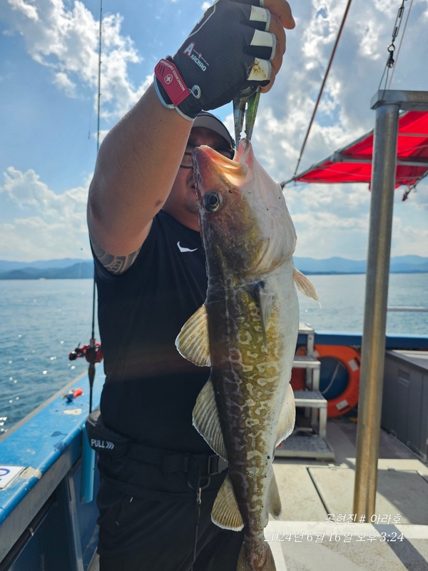 공현진아라호 의 조황일지 이미지 - 8