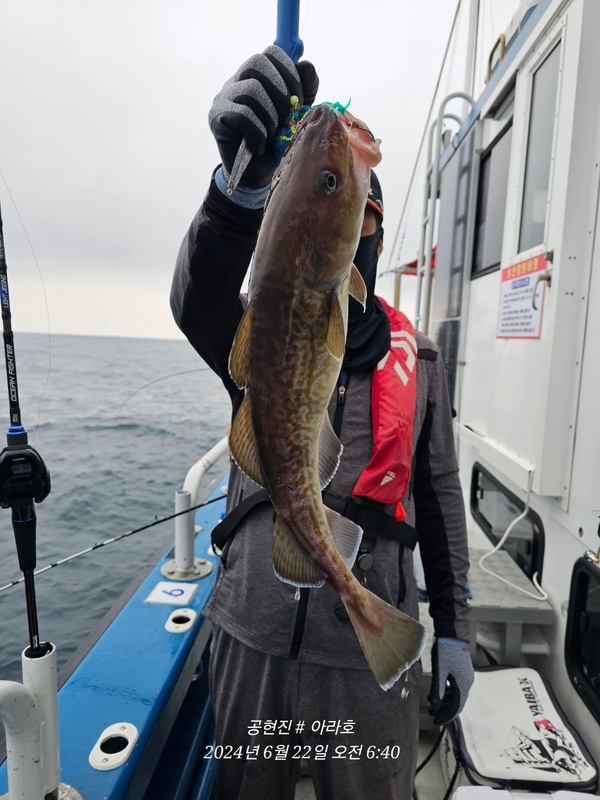 공현진아라호 의 조황일지 이미지 - 10