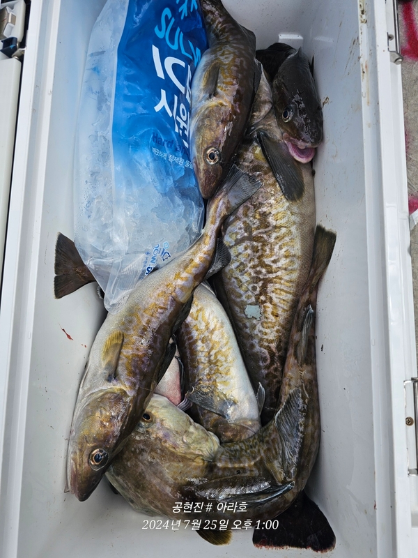 공현진아라호 의 조황일지 이미지 - 19