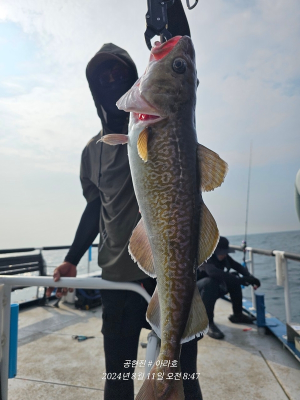 공현진아라호 의 조황일지 이미지 - 11