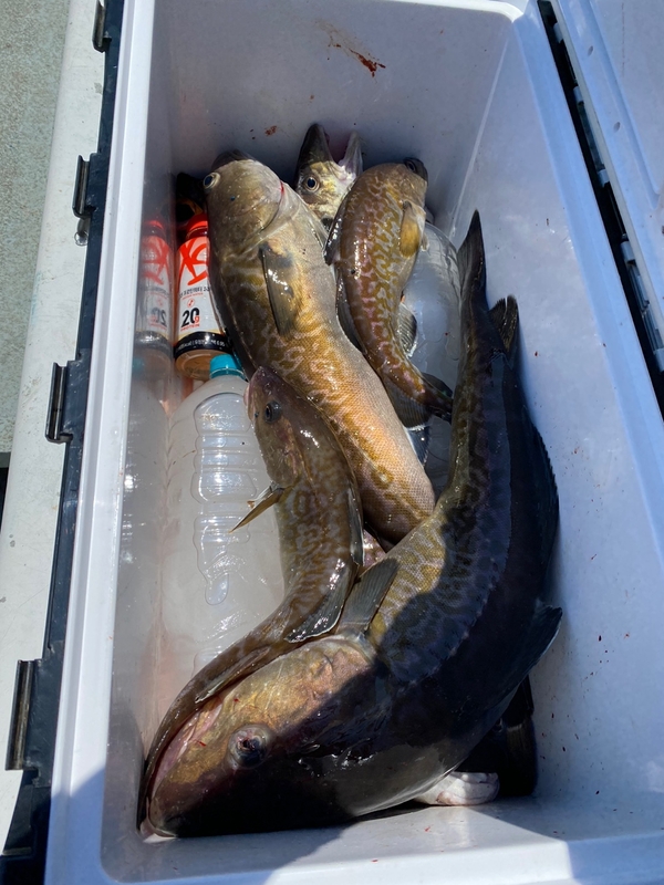 공현진아라호 의 조황일지 이미지 - 19