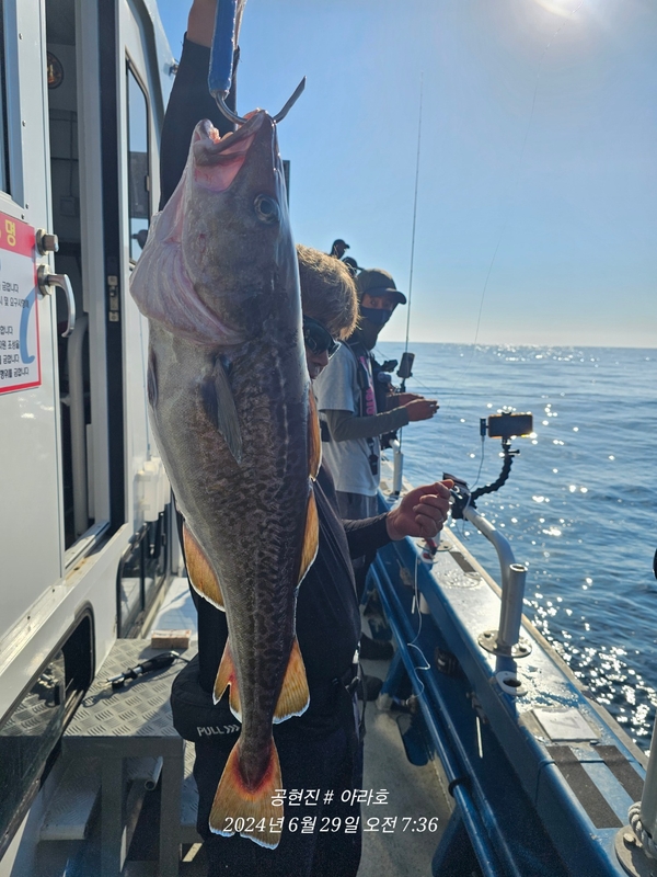 공현진아라호 의 조황일지 이미지 - 8