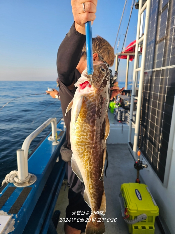 공현진아라호 의 조황일지 이미지 - 15