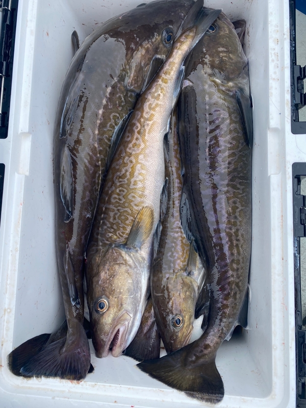 공현진아라호 의 조황일지 이미지 - 16