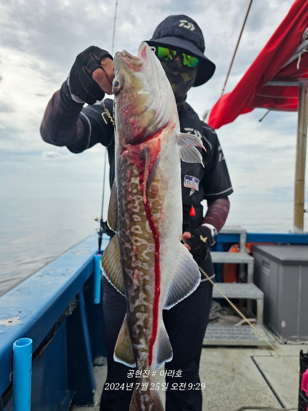 공현진아라호 의 조황일지 이미지 - 10