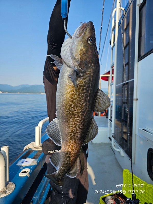 공현진아라호 의 조황일지 이미지 - 1