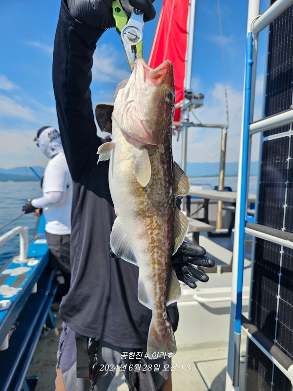 공현진아라호 의 조황일지 이미지 - 4