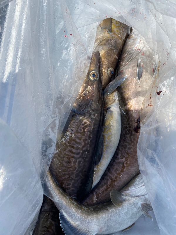 공현진아라호 의 조황일지 이미지 - 15