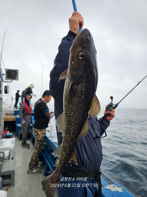 공현진아라호 의 조황일지 이미지 - 9