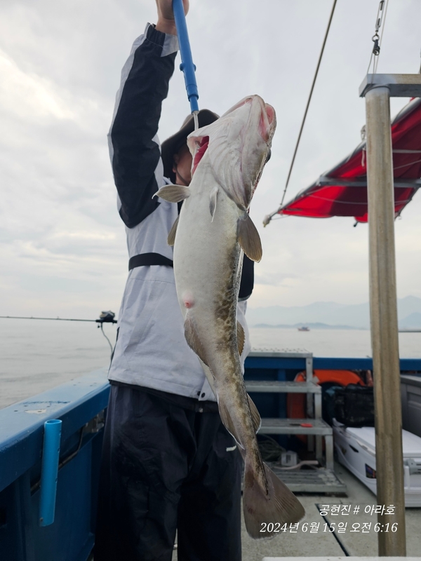 공현진아라호 의 조황일지 이미지 - 3