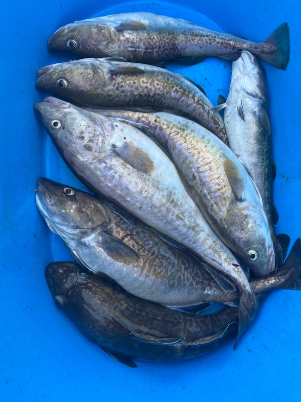 공현진아라호 의 조황일지 이미지 - 16