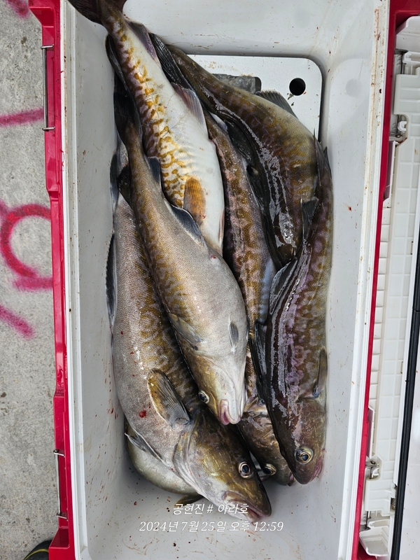 공현진아라호 의 조황일지 이미지 - 18