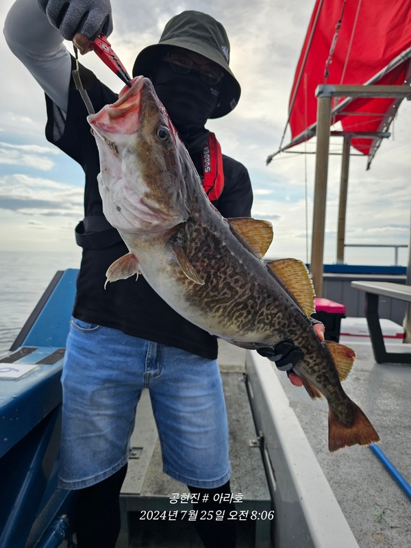 공현진아라호 의 조황일지 이미지 - 3