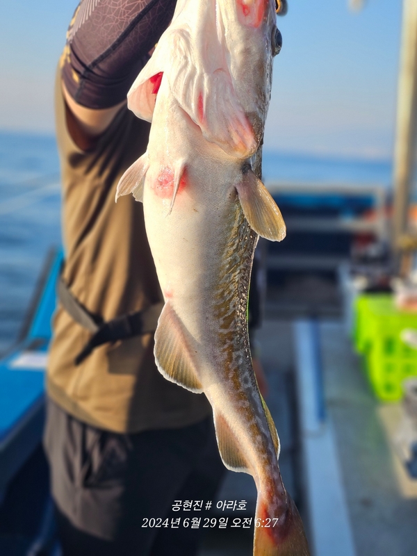 공현진아라호 의 조황일지 이미지 - 3