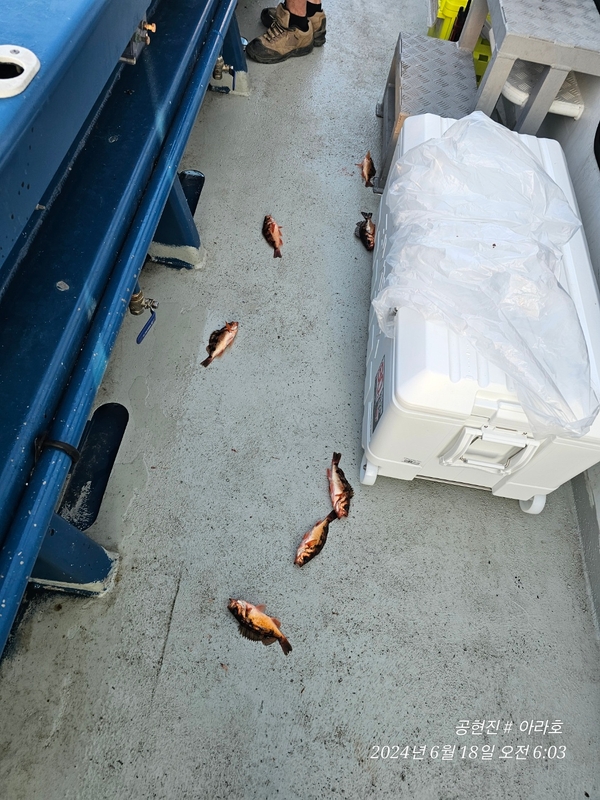 공현진아라호 의 조황일지 이미지 - 3