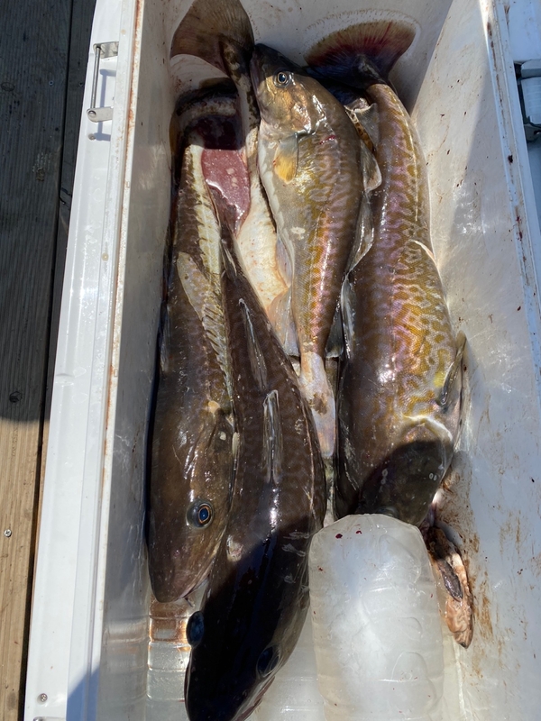 공현진아라호 의 조황일지 이미지 - 17