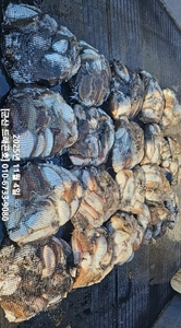 [군산 드래곤호] 11/5 군산 "찰갑이" 깊은곳에서 올린 대박조황~!! 선상낚시로 잡은 물고기 조황