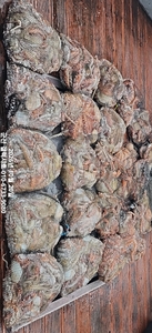 10/20 "군산"~!! 문어 초대박 조황~!!! 선상낚시로 잡은 물고기 조황