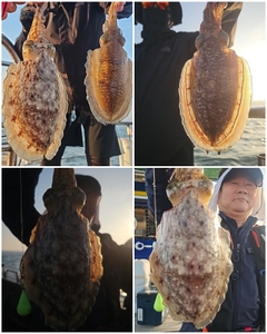 군산 드래곤호] 6/6 군산 "갑오징어" 쭉쭉 뽑아줍니다~ 선상낚시로 잡은 물고기 조황