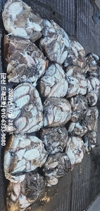 [군산 드래곤호] 10/28 군산 "찰갑이" 깊은수심에서 올린 대박조황~ 선상낚시로 잡은 물고기 조황