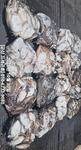 [군산 드래곤호] 10/30 군산 "찰갑이" 오늘도 대박입니다~!!! 선상낚시로 잡은 물고기 조황