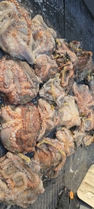 [군산 드래곤호] 11/13 군산 "말도 문어" 올해 첫 조황~!!!! 선상낚시로 잡은 물고기 조황