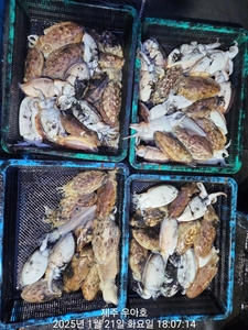 1/21 갑오징어 조황 선상낚시로 잡은 물고기 조황