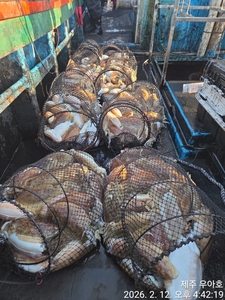 2/12 갑오징어 조황 선상낚시로 잡은 물고기 조황