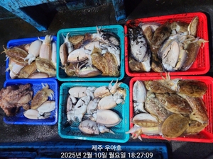 2/10 갑오징어 조황 선상낚시로 잡은 물고기 조황