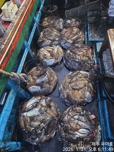 1/31 갑오징어 조황 선상낚시로 잡은 물고기 조황