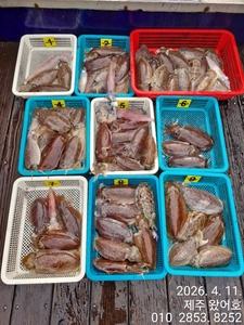 제주왔어호((9.77톤)) 4월 11일 갑오징어 조황 선상낚시로 잡은 물고기 조황