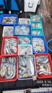 제주왔어호((9.77톤)) 9월15일저녁반 16일새벽반 무늬오징어 대박조 선상낚시로 잡은 물고기 조황