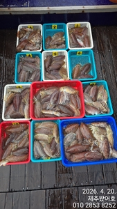 제주왔어호((9.77톤)) 4월 20일 갑오징어 조황 선상낚시로 잡은 물고기 조황