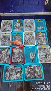 제주왔어호((9.77톤))26년 1월 27일 갑오징어 조황 선상낚시로 잡은 물고기 조황