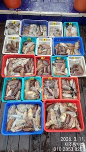 제주왔어호((9.77톤)) 3월 11일 갑오징어 조황 선상낚시로 잡은 물고기 조황