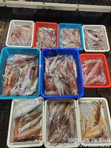 제주왔어호(9.77톤) 6월 1일 야간한치 조황 선상낚시로 잡은 물고기 조황