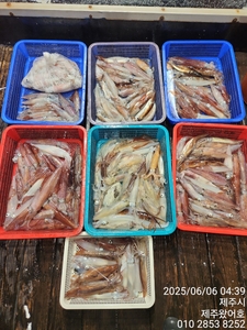 제주왔어호(9.77톤) 6월 5일 야간한치 조황 선상낚시로 잡은 물고기 조황