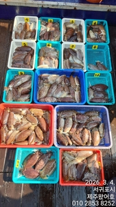 제주왔어호((9.77톤)) 3월 4일 갑오징어 조황 선상낚시로 잡은 물고기 조황