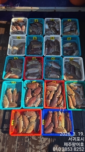 제주왔어호((9.77톤)) 3월 19일 갑오징어 조황 선상낚시로 잡은 물고기 조황