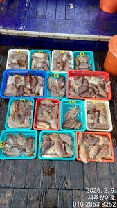 제주왔어호((9.77톤)) 2월 9일 갑오징어 조황 선상낚시로 잡은 물고기 조황