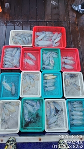 제주왔어호((9.77톤)) 8월 22일 저녁반과 23일 새벽반무늬오징어  선상낚시로 잡은 물고기 조황